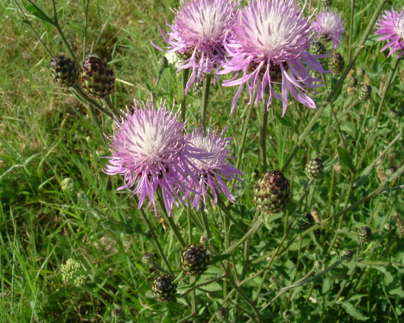 Centaurea: 4 specie
